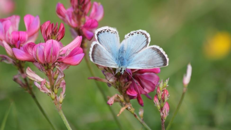 Rare Species Recorded at Nature Reserves During Extreme Heat