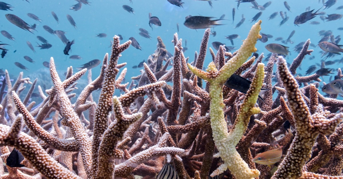 Coral Reefs Are Running Out of Time to Recover Between Bleaching Events