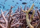 Coral Reefs Are Running Out of Time to Recover Between Bleaching Events