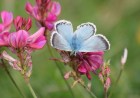 Rare Species Recorded at Nature Reserves During Extreme Heat