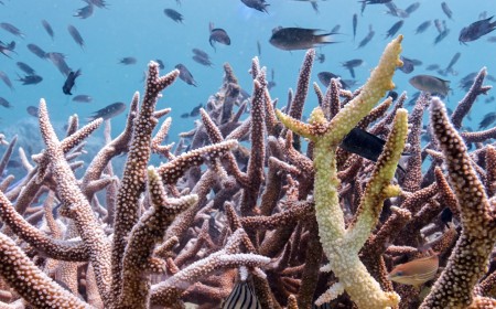 Coral Reefs Are Running Out of Time to Recover Between Bleaching Events