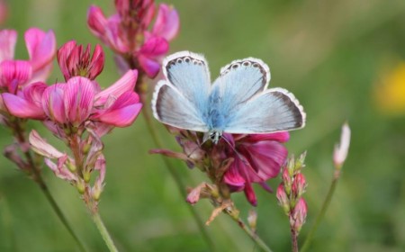 Rare Species Recorded at Nature Reserves During Extreme Heat