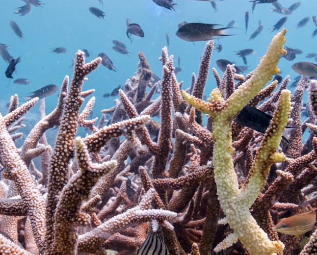 Coral Reefs Are Running Out of Time to Recover Between Bleaching Events