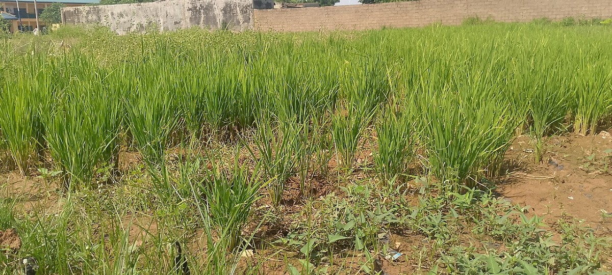 Jigawa women farmers call for stronger budgets and secure land access