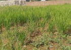 Jigawa women farmers call for stronger budgets and secure land access