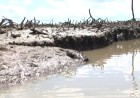 Bayelsa group seeks remediation after reported pipeline spill