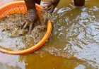 Nigeria’s UfarmX Says It Has Facilitated $6.8m in Agricultural Commerce