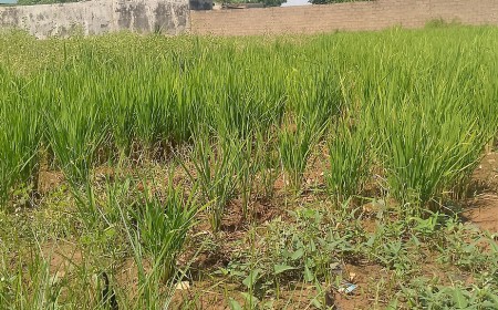 Jigawa women farmers call for stronger budgets and secure land access