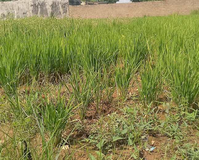 Jigawa women farmers call for stronger budgets and secure land access