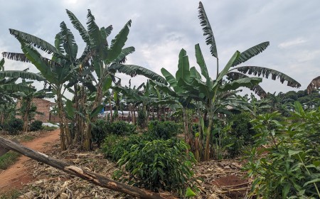 Cross River delegation studies Uganda’s coffee industry