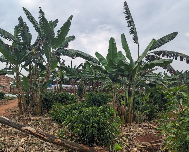 Cross River delegation studies Uganda’s coffee industry
